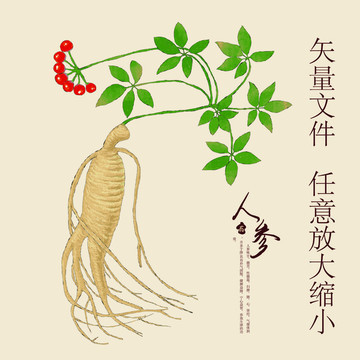 人參包裝設計 傳統與現代的完美融合